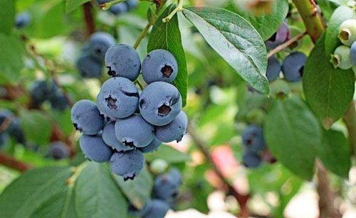 沈阳蓝莓大棚来说适合什么样的蓝莓