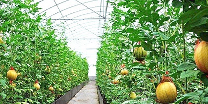 你知道沈阳蔬菜大棚的种植要点是什么吗？